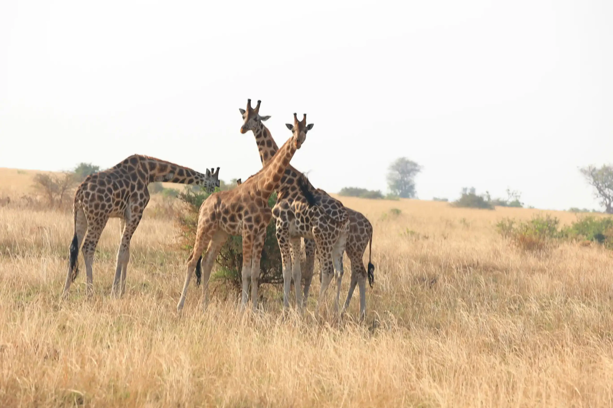 Your Project. Authorised. On Time.